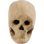 Skull, 1 pc